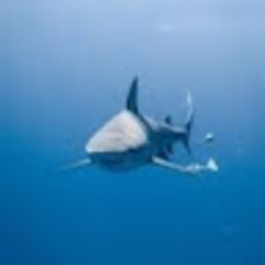 Meet your Posher, Francesca